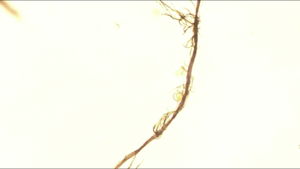 Plankton10