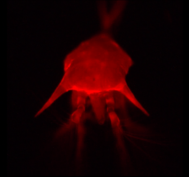 Plankton2