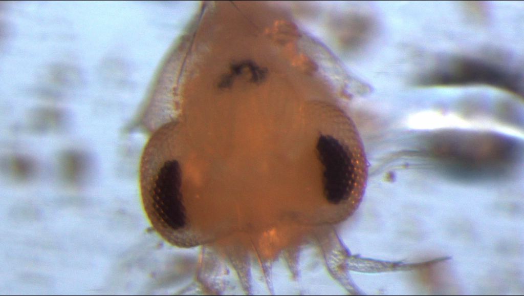 Plankton3