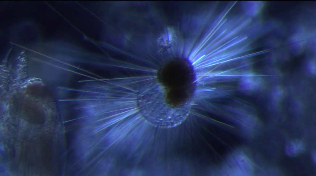Plankton5
