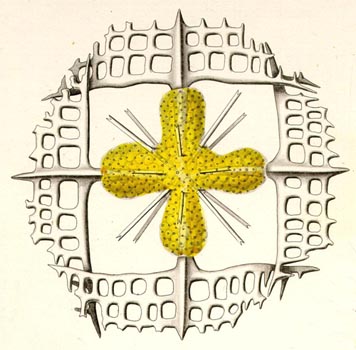 lithopteramullerir20_ehw