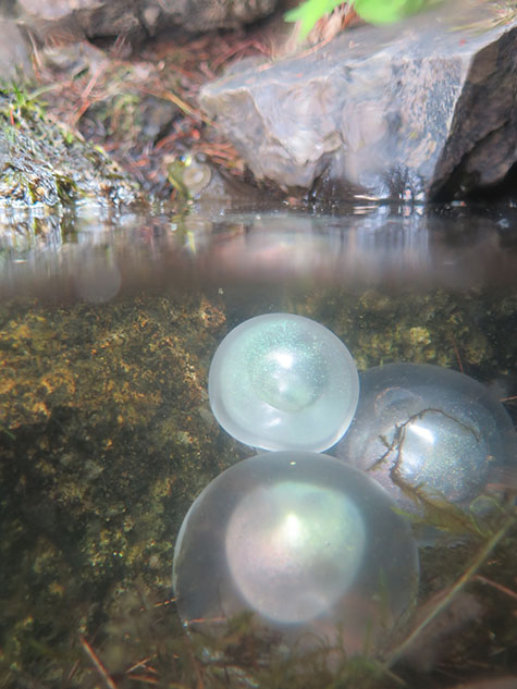 Handblown glass orbs in the forest, pond, and on the shore