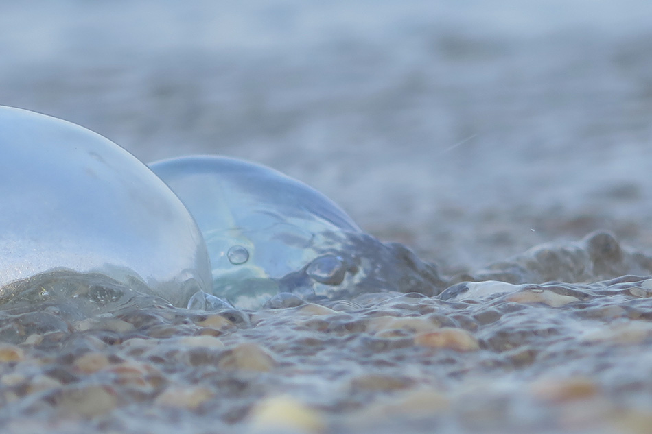 Handblown glass orbs in the forest, pond, and on the shore