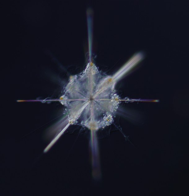 Radiolarian, Bay Villefranche Sur La Mer.