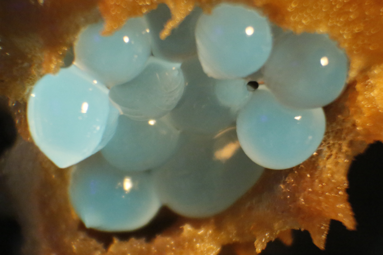 Futurenatural, microscopic still life 2015, GFP Caviar